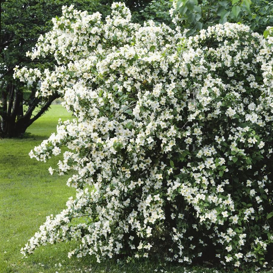 Seringat commun (Philadelphus coronarius)