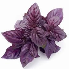 basilic pourpre