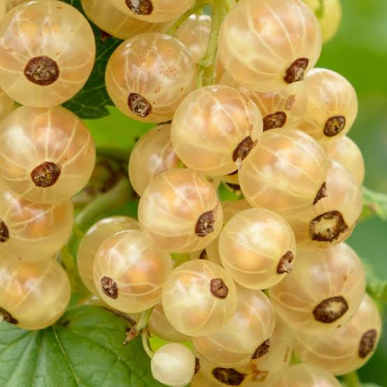 Groseilliers blancs - Ribes rubrum - Variétés au choix