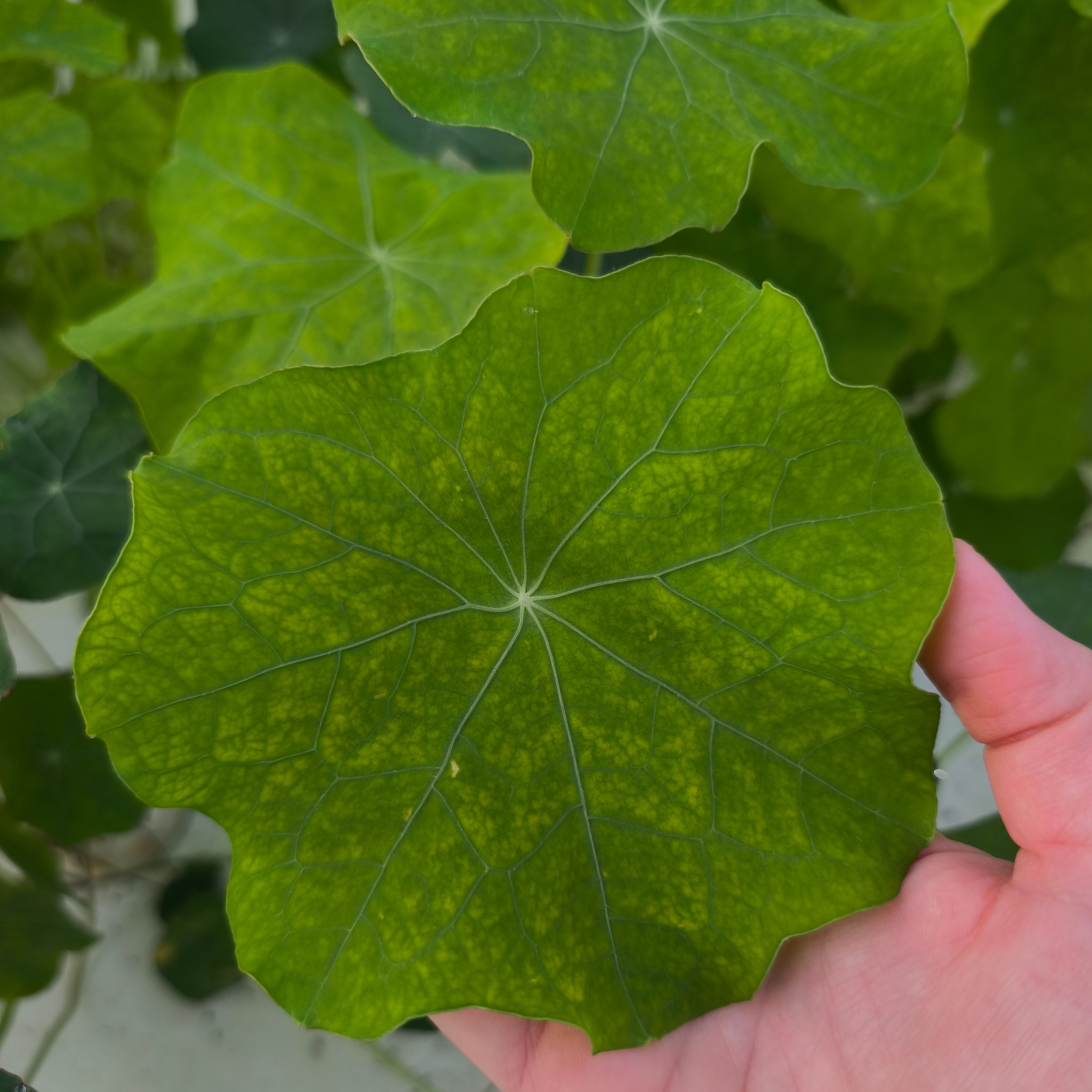 Capucine (grandes feuilles)