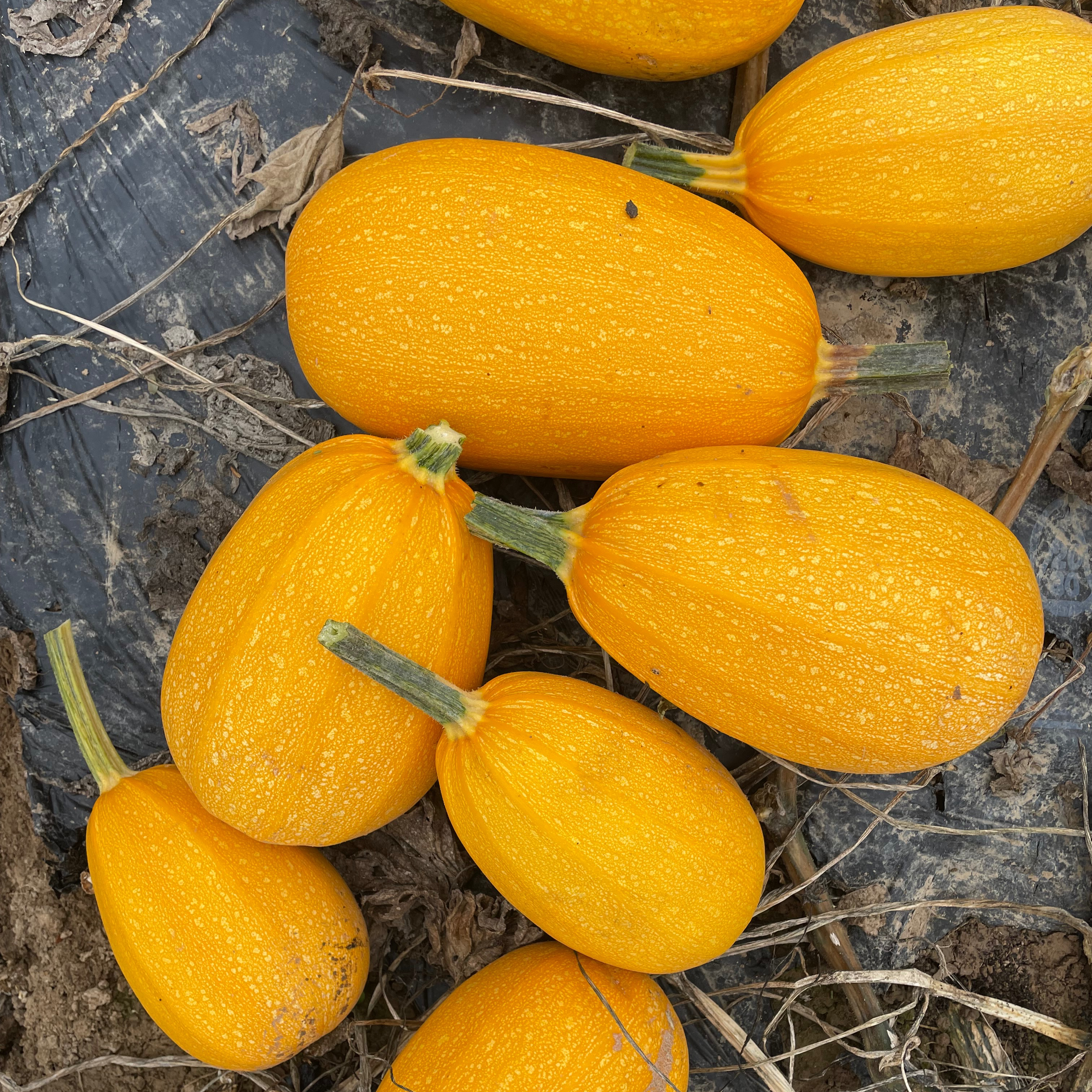Courge Spaghetti Orangetti