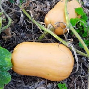 Courge Butternut