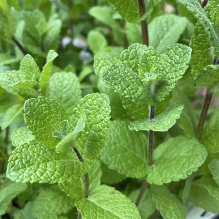 Menthe botte