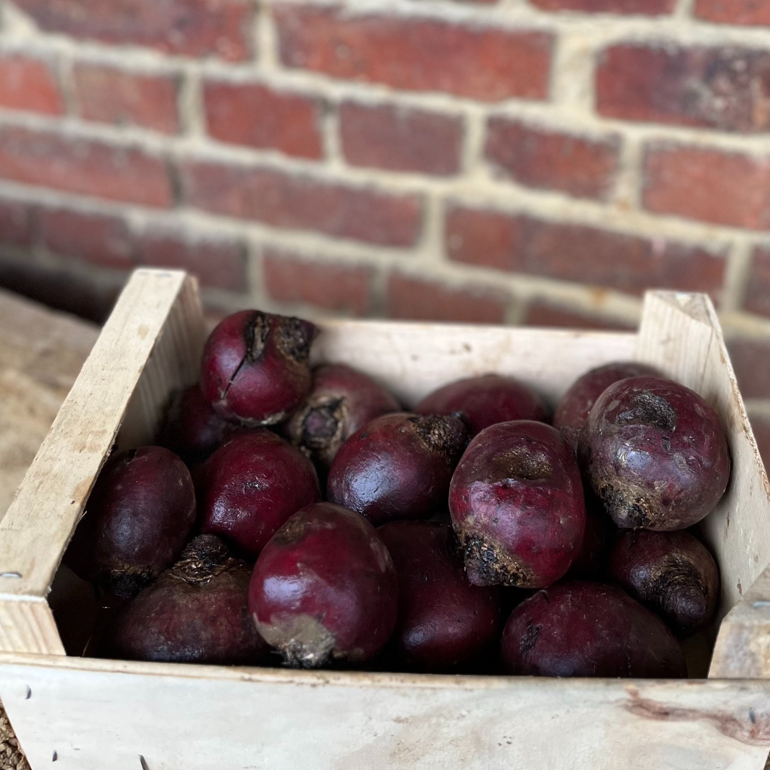 Betteraves rouges déclassées