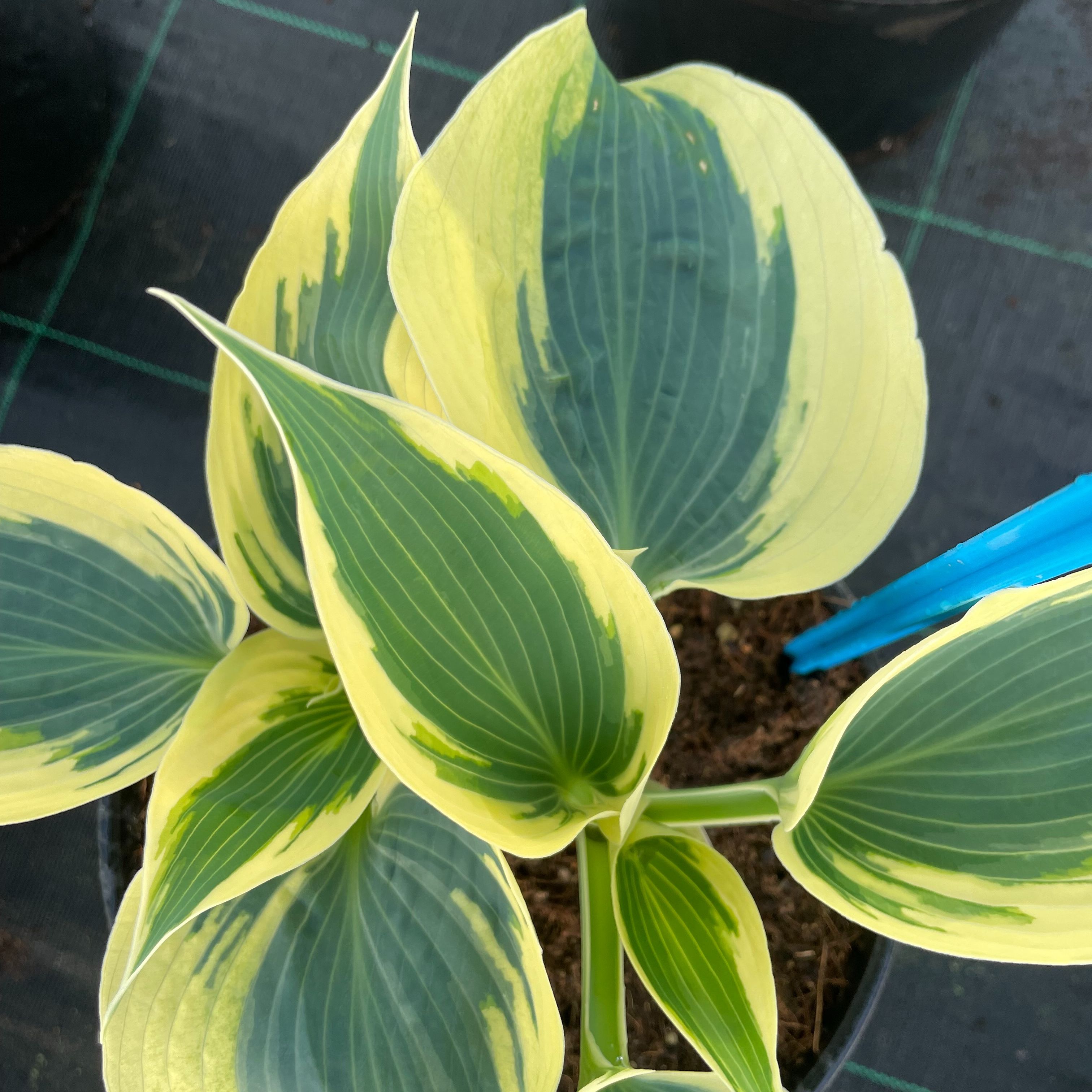 Hosta 'Firn Line'