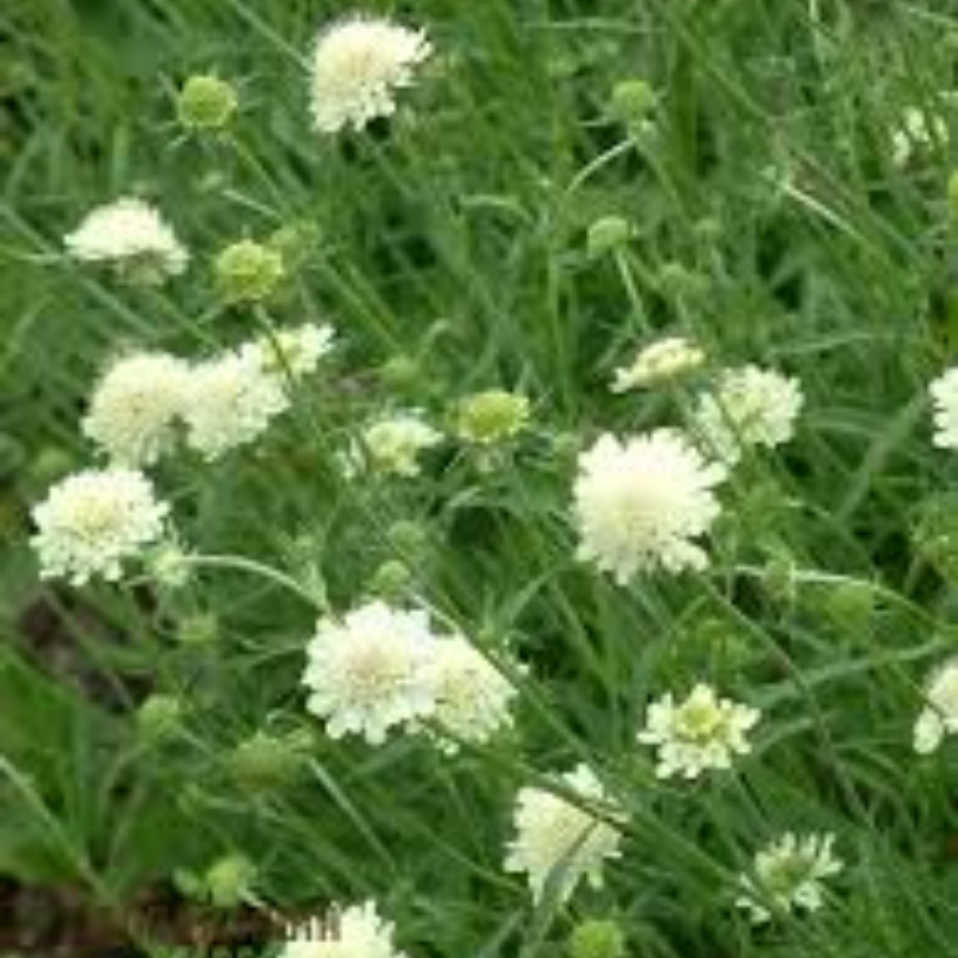 Scabiosa Ochroleuca