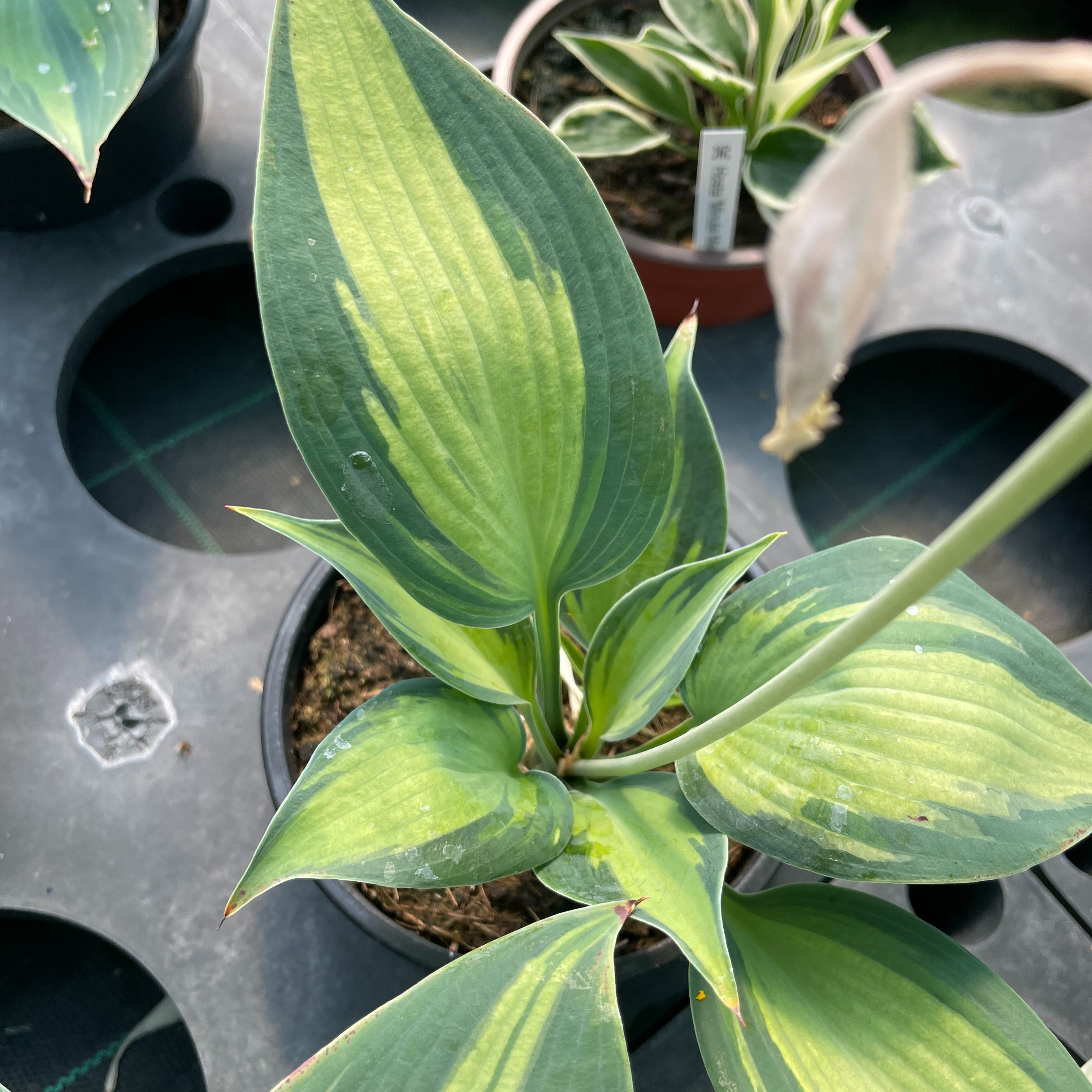Hosta ‘Touch Of Class’