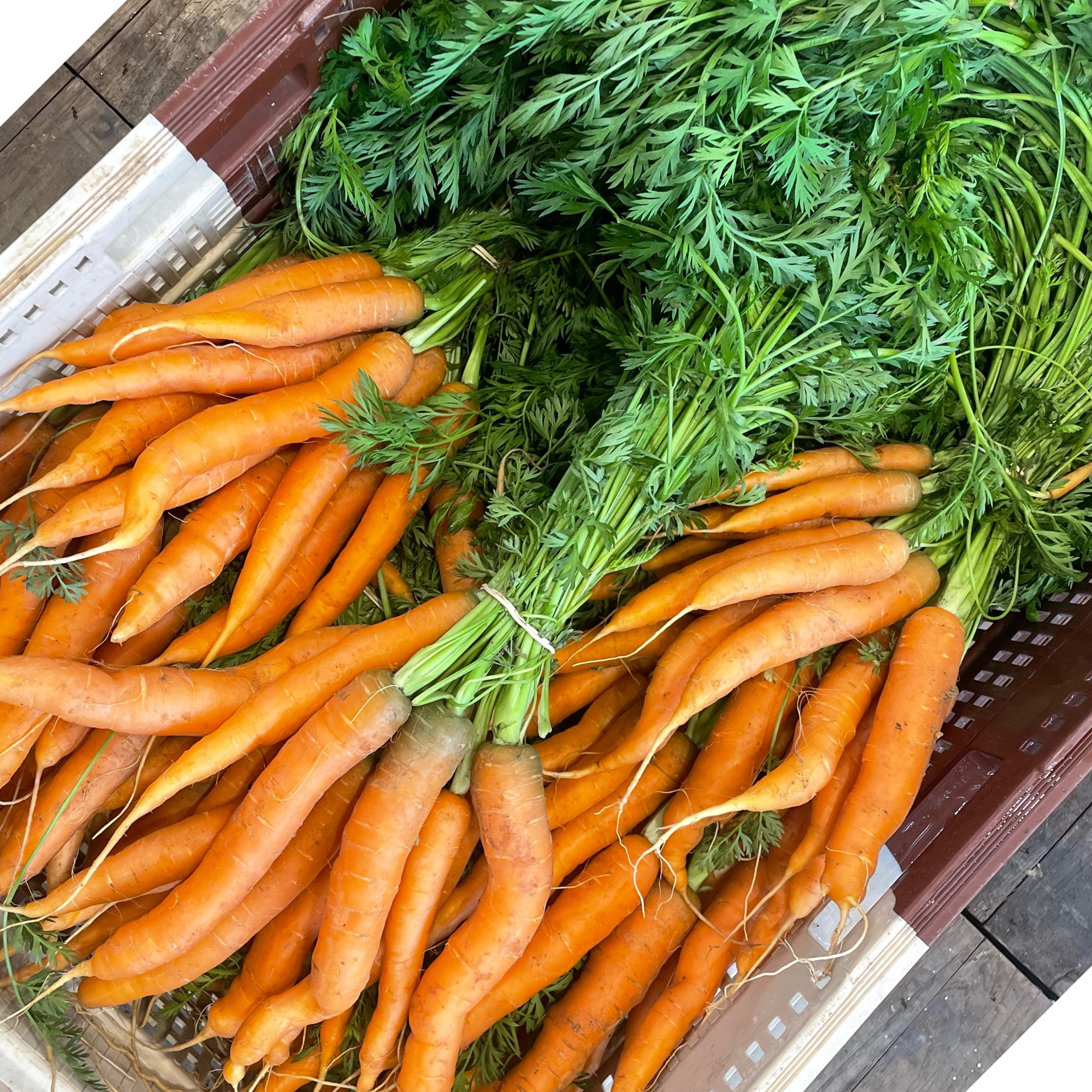 Carotte botte - 750g