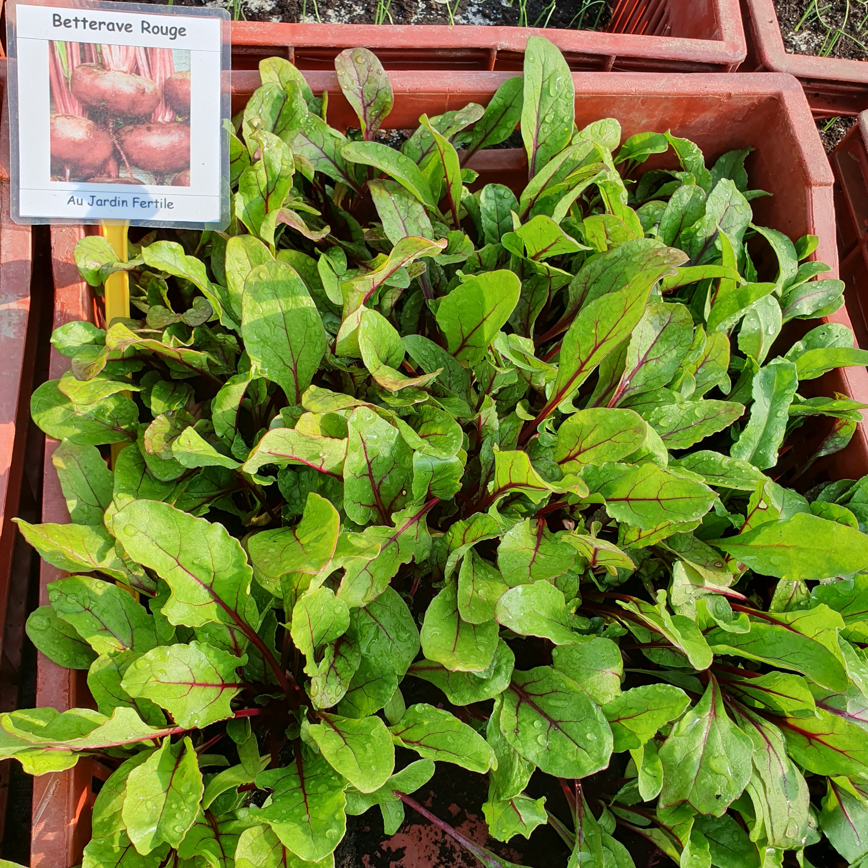 Plant Betterave Noire plate d'Egypte