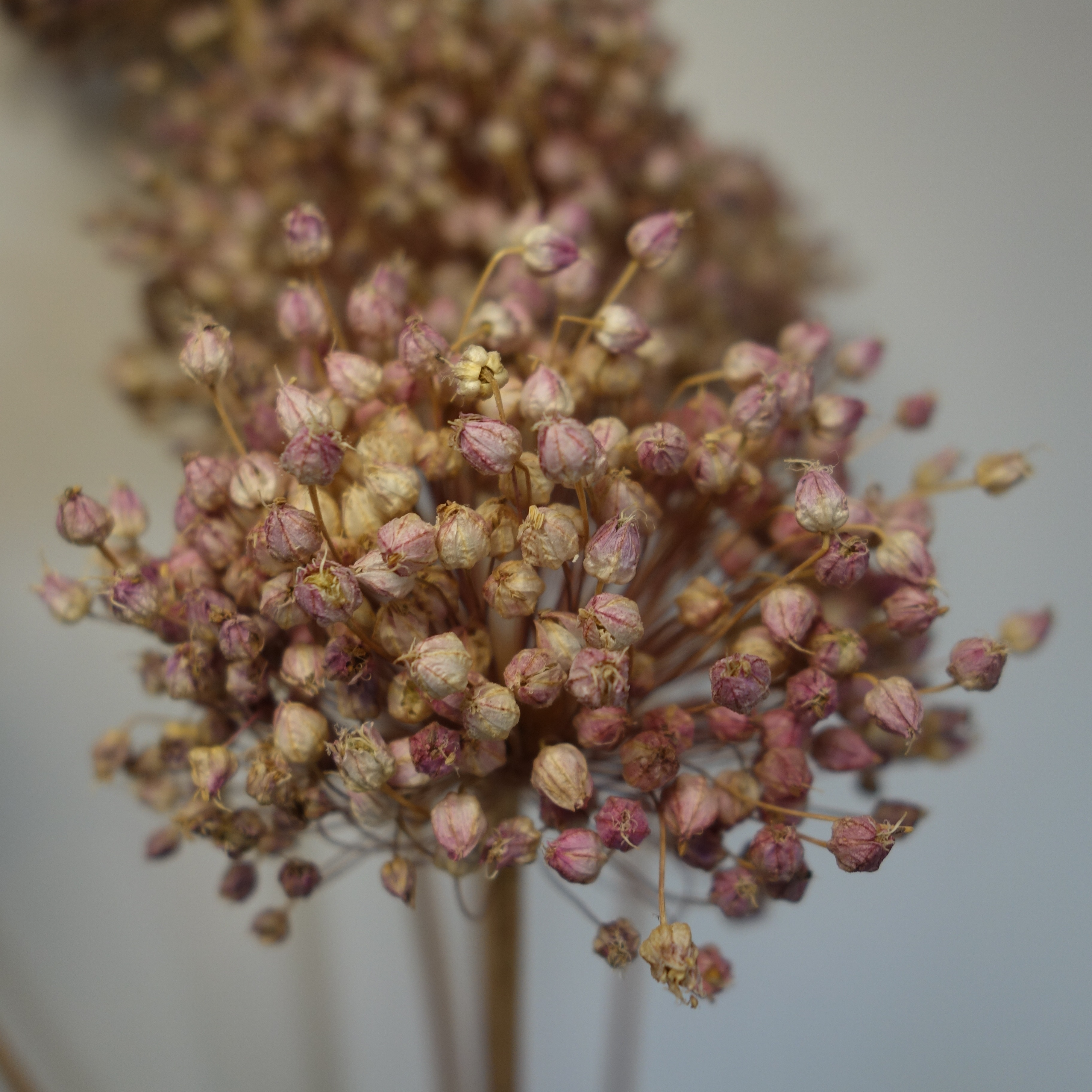 Poireaux perpétuels