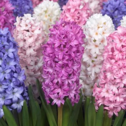Jacinthes en mélange - 540g