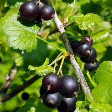 Caseillier Josta en pot 2 litres