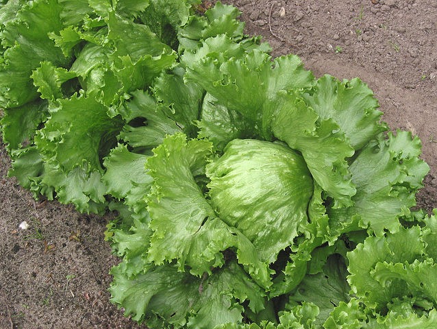 iceberg (lot de 6)