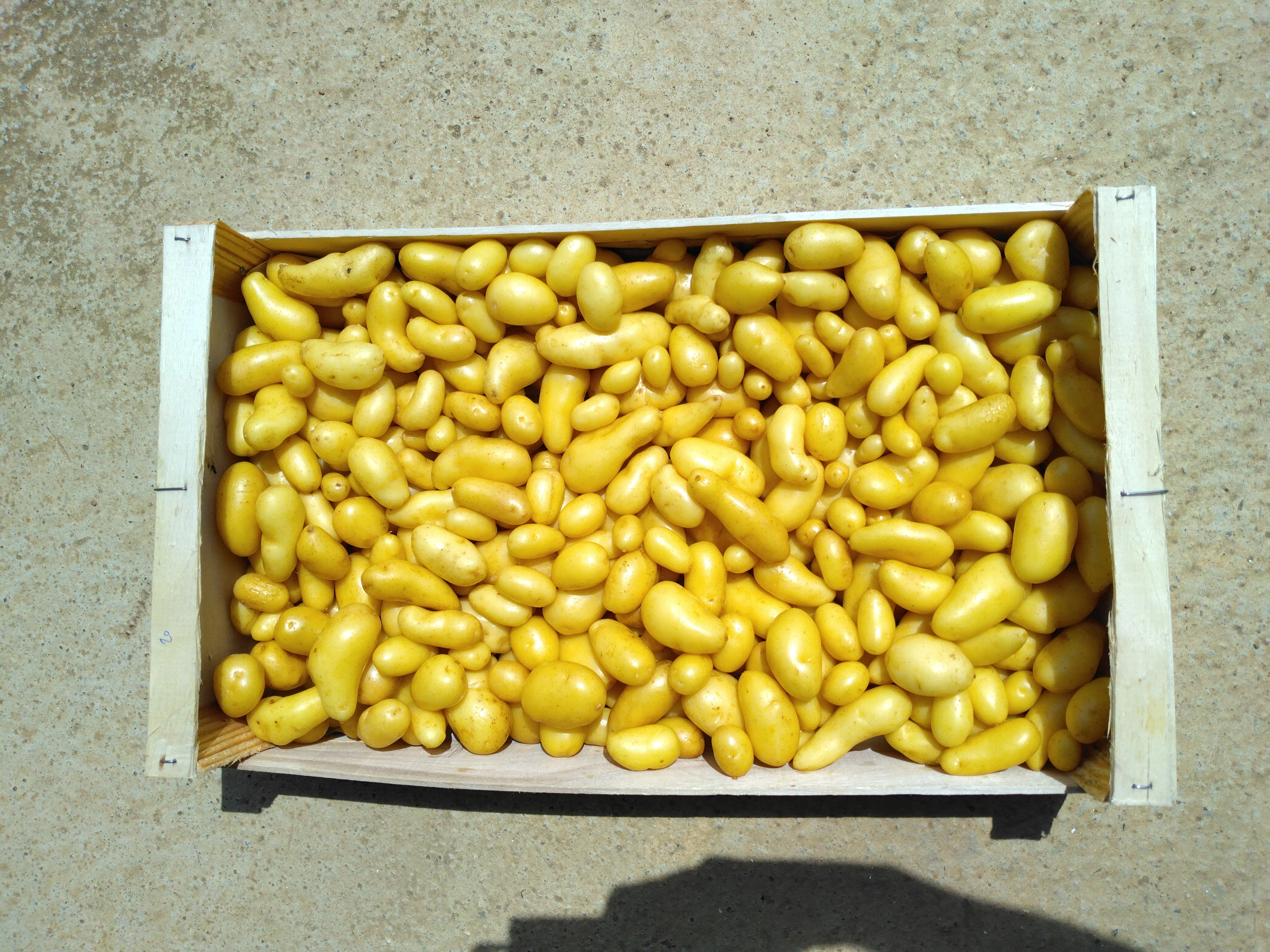 Pommes de terre nouvelles