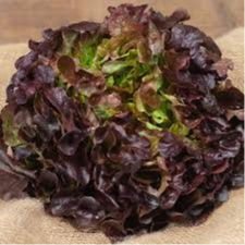 LAITUE FEUILLE DE CHÊNE ROUGE - 300g