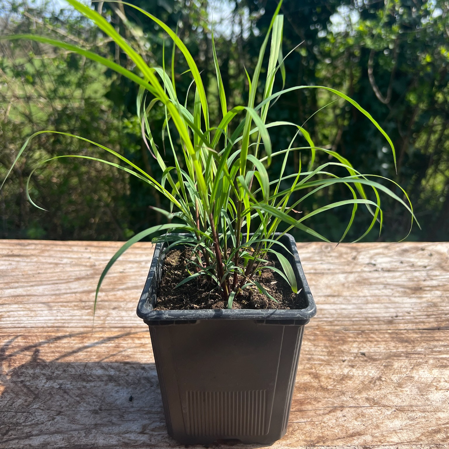 Plant Citronnelle Bio - 650g