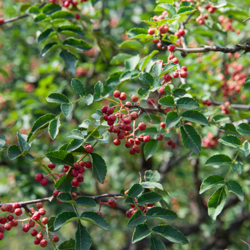POIVRIER DU SICHUAN Bio