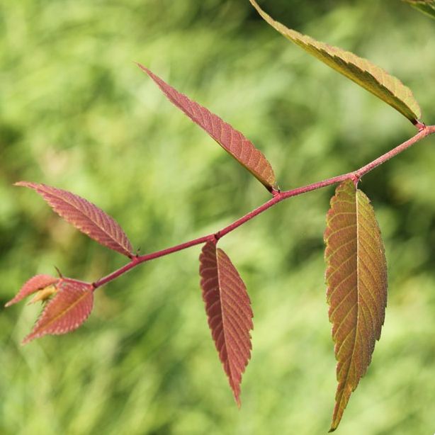 Orme de Sibérie (Zelkova serrata) - 2kg