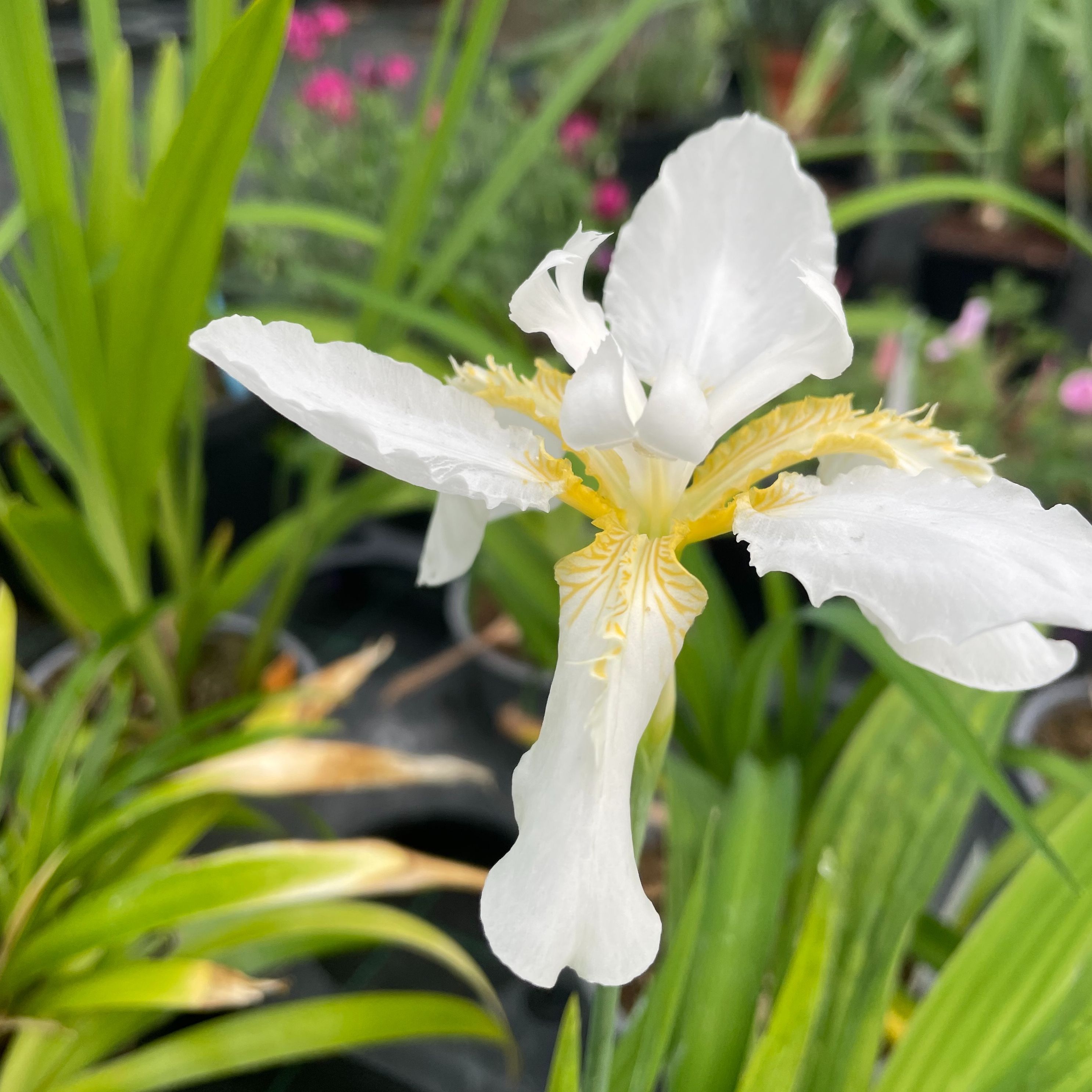 Iris tectorum 'Alba' - Iris des toitures blanc