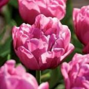 Tulipe Double You