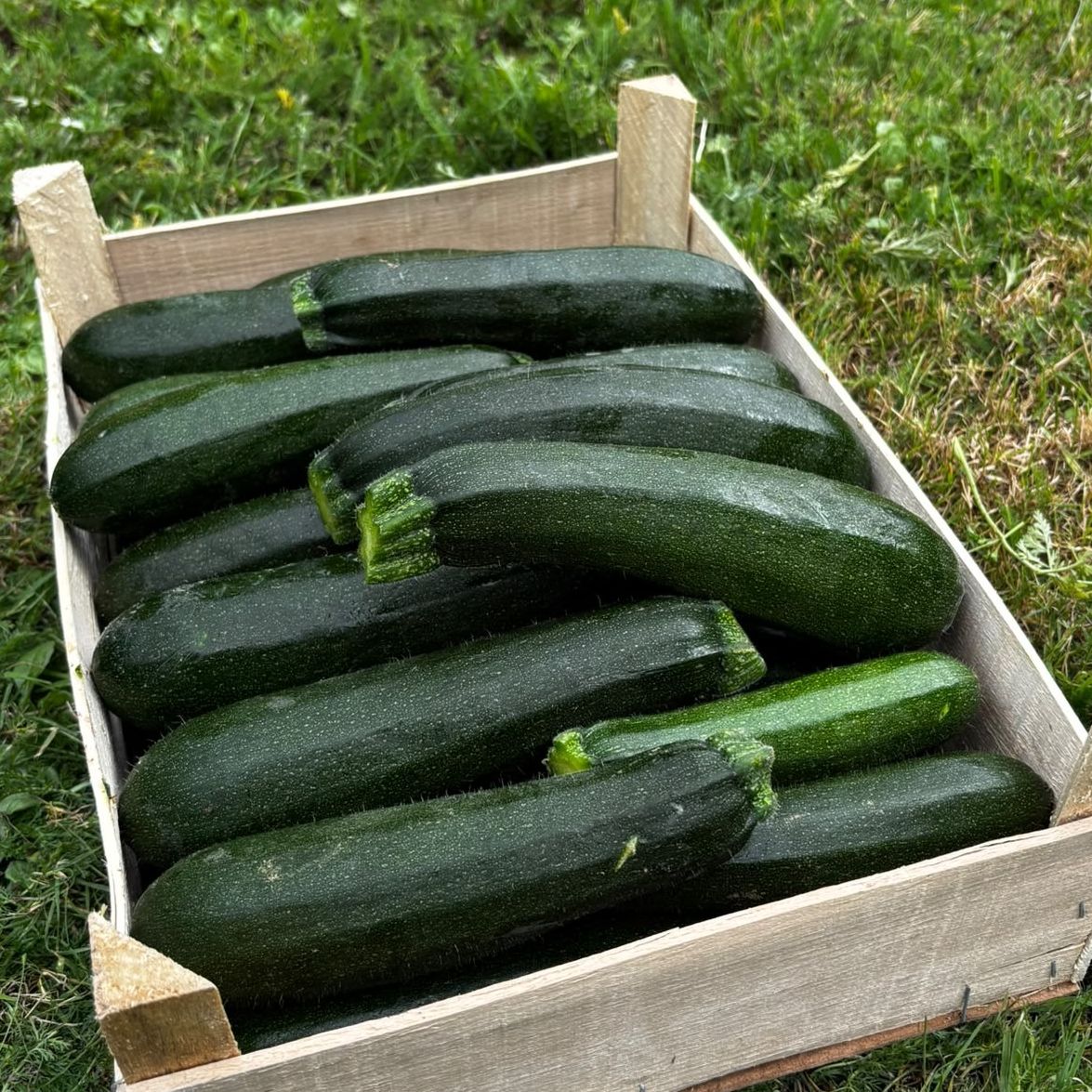 Courgettes vertes kg