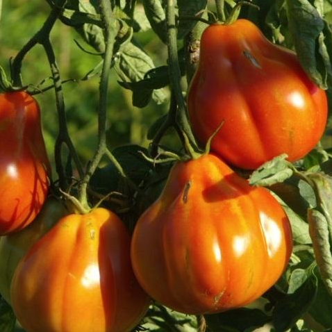 Tomate Liguria