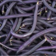 Haricot à rames à cosse violettes (sur commande) - godet de 8 cm