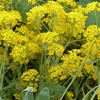 Corbeille d'Or - Alyssum montanum