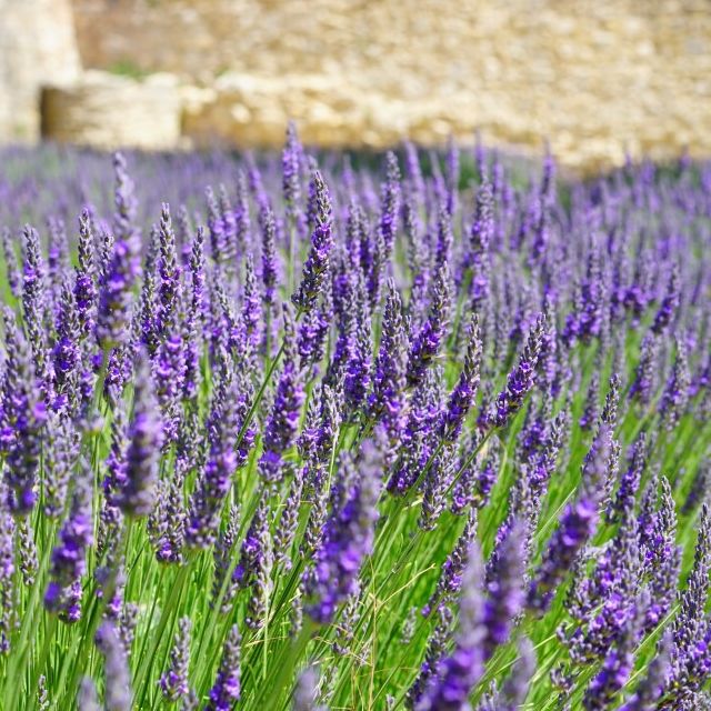 Lavande fine (Lavandula angustifolia) 'Hidcote' - 2,4l