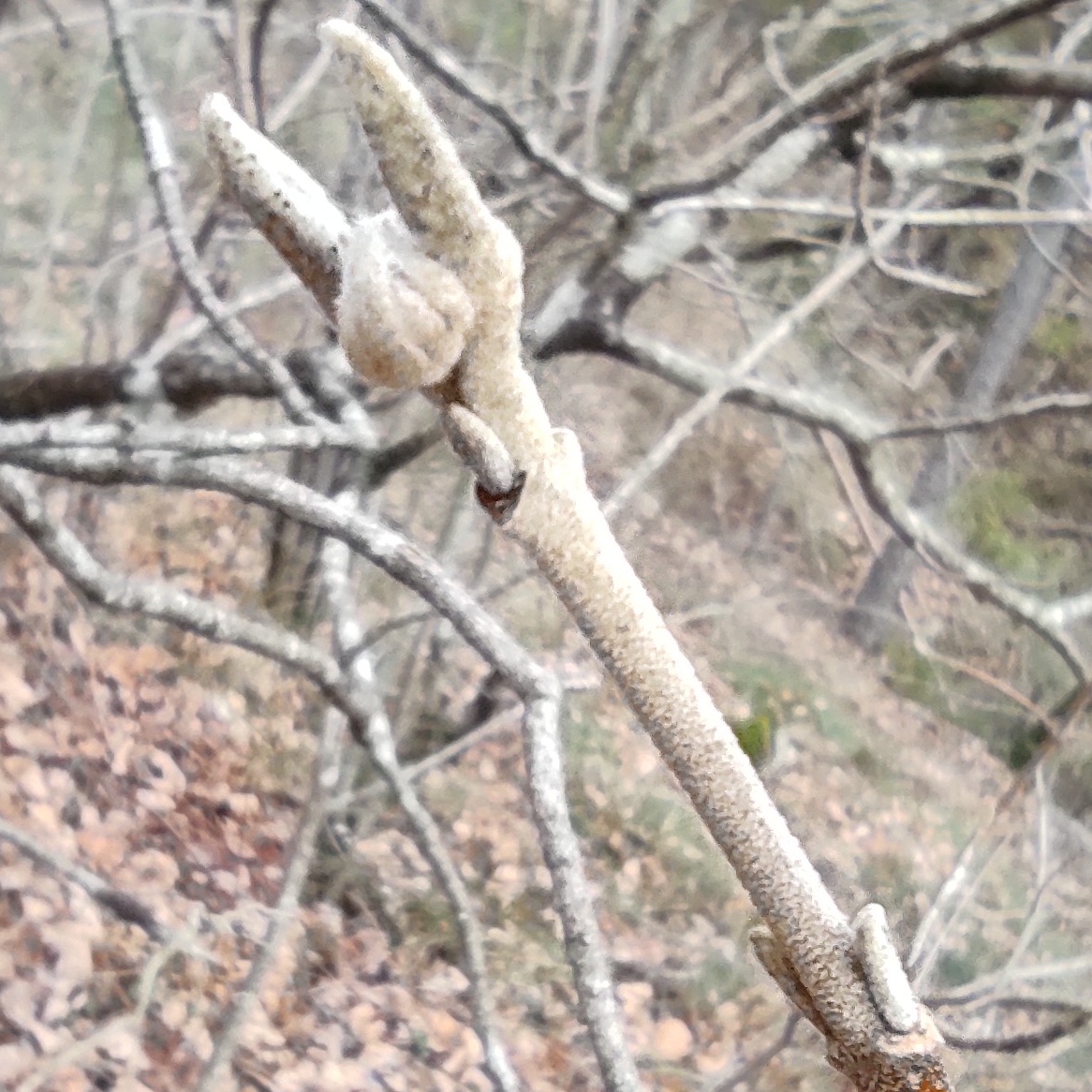 Gemmothérapie Viorne - 30ml