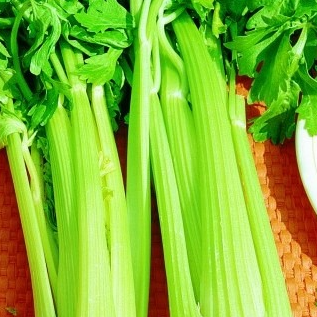 Céleri branche ou à côte vert d’Elne en godet 8 cm