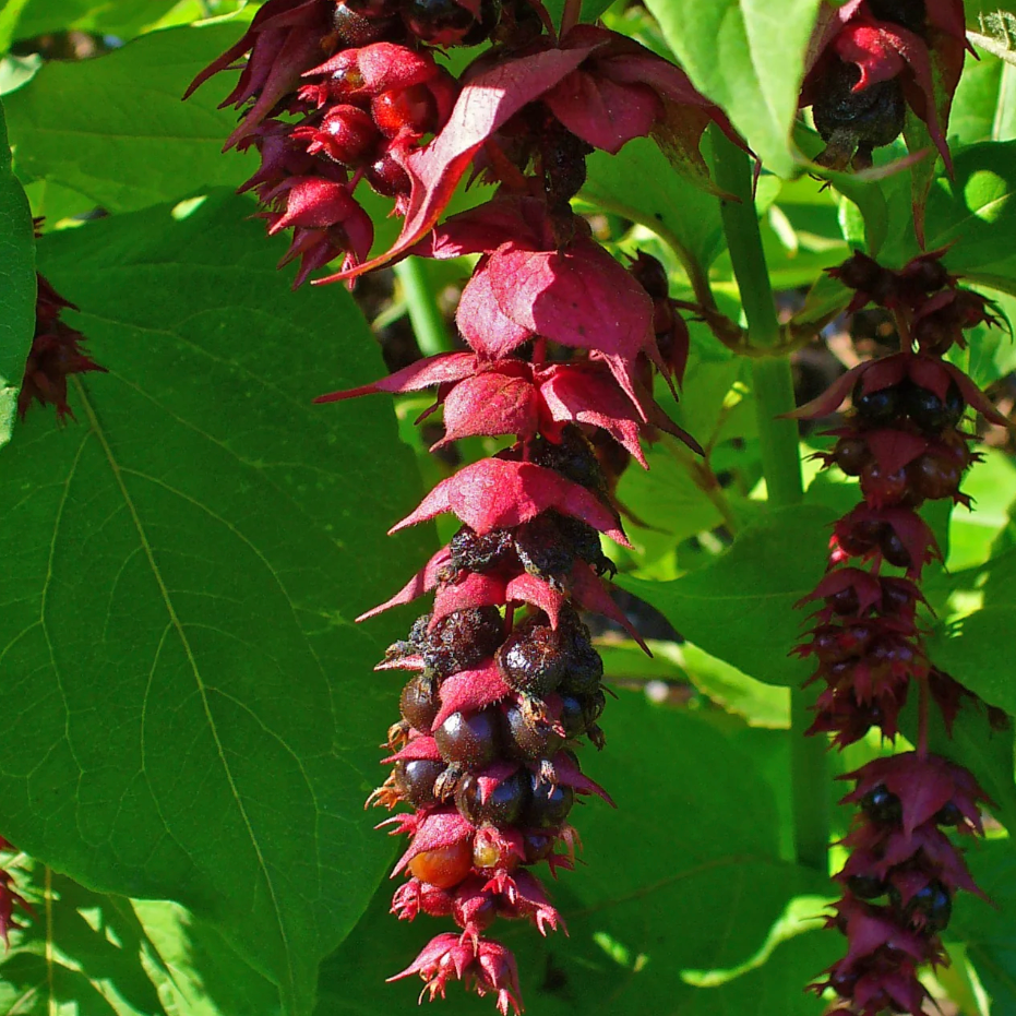 Herbe à faisan Pot 3L