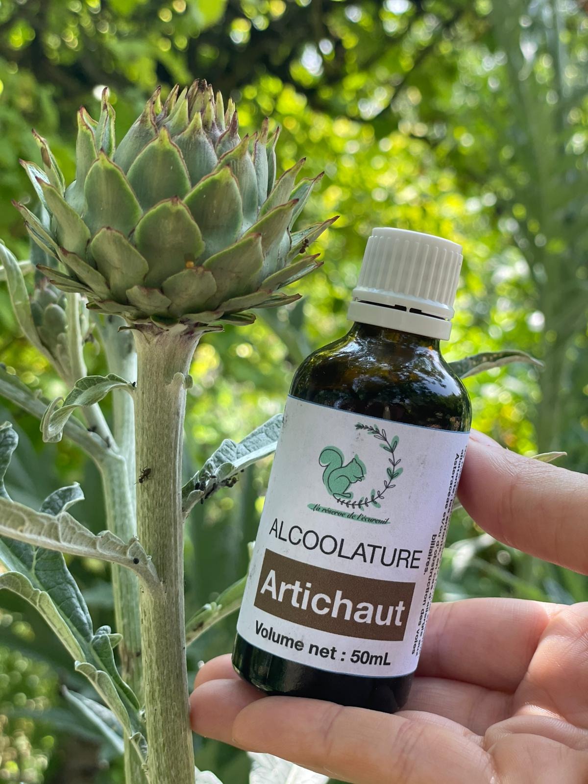 Alcoolature Artichaut