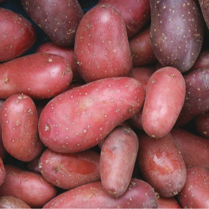 Pomme de terre ‘Cheyenne’ (ferme)