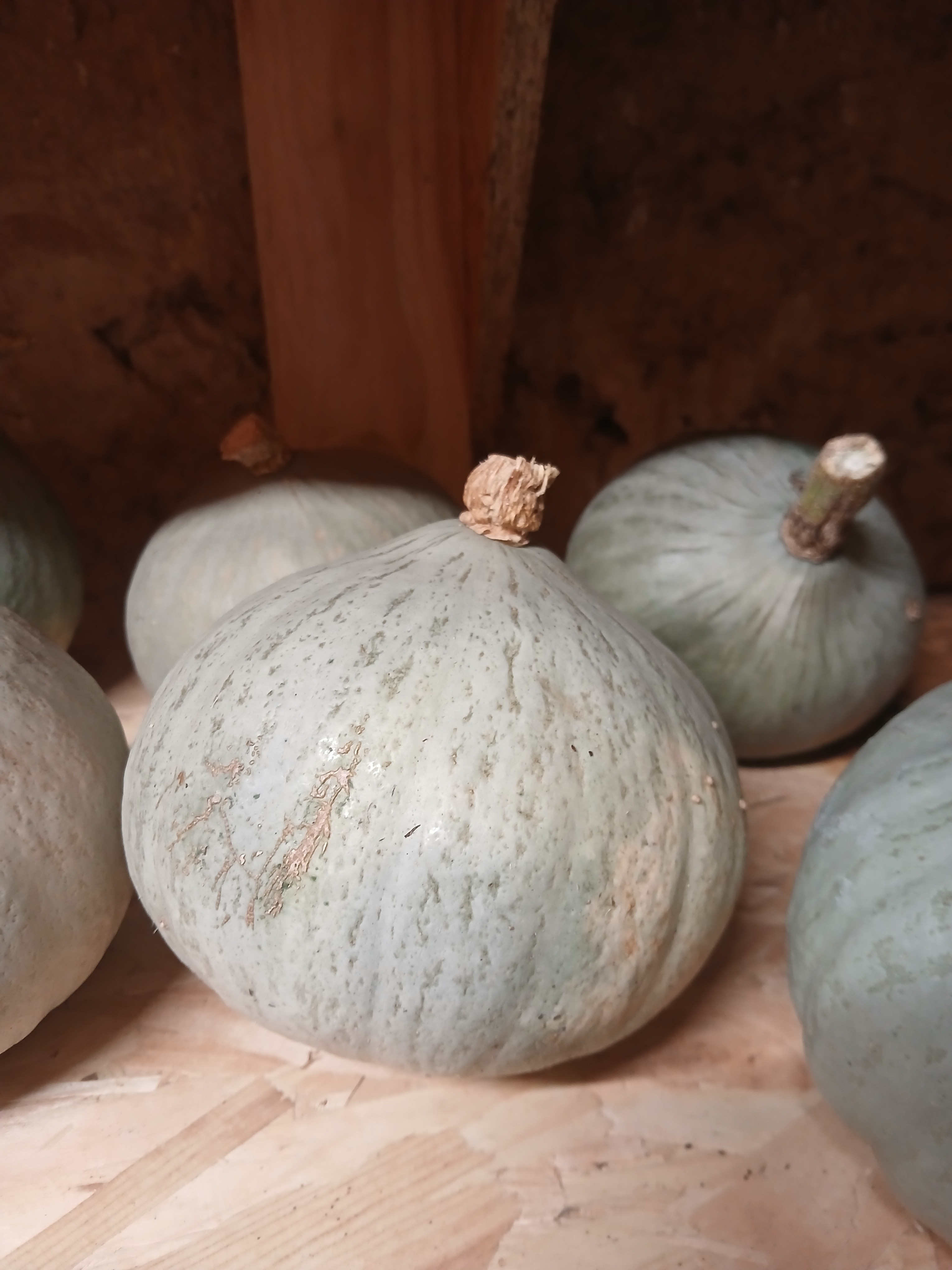 Courge Blue Ballet - 1,75kg