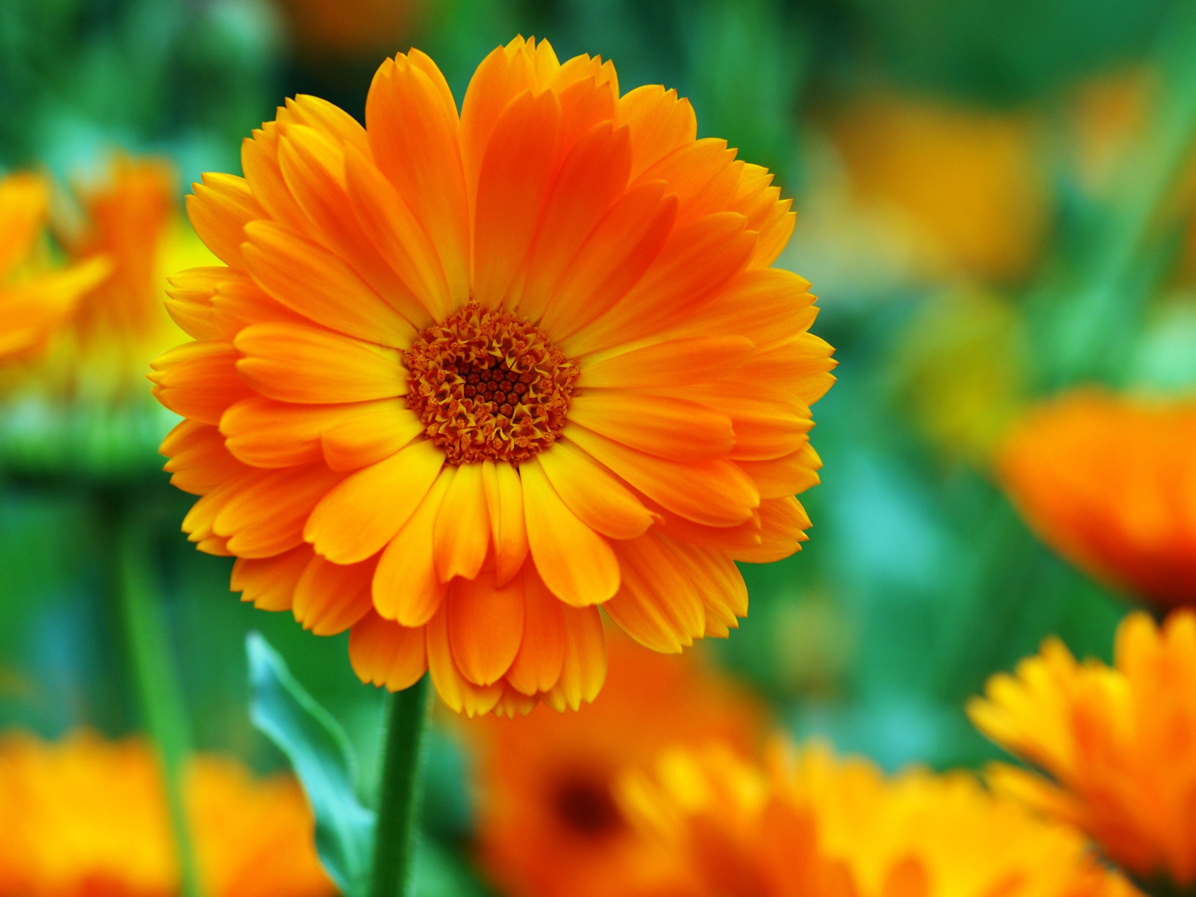 souci des jardins / calendula (lutte biologique)