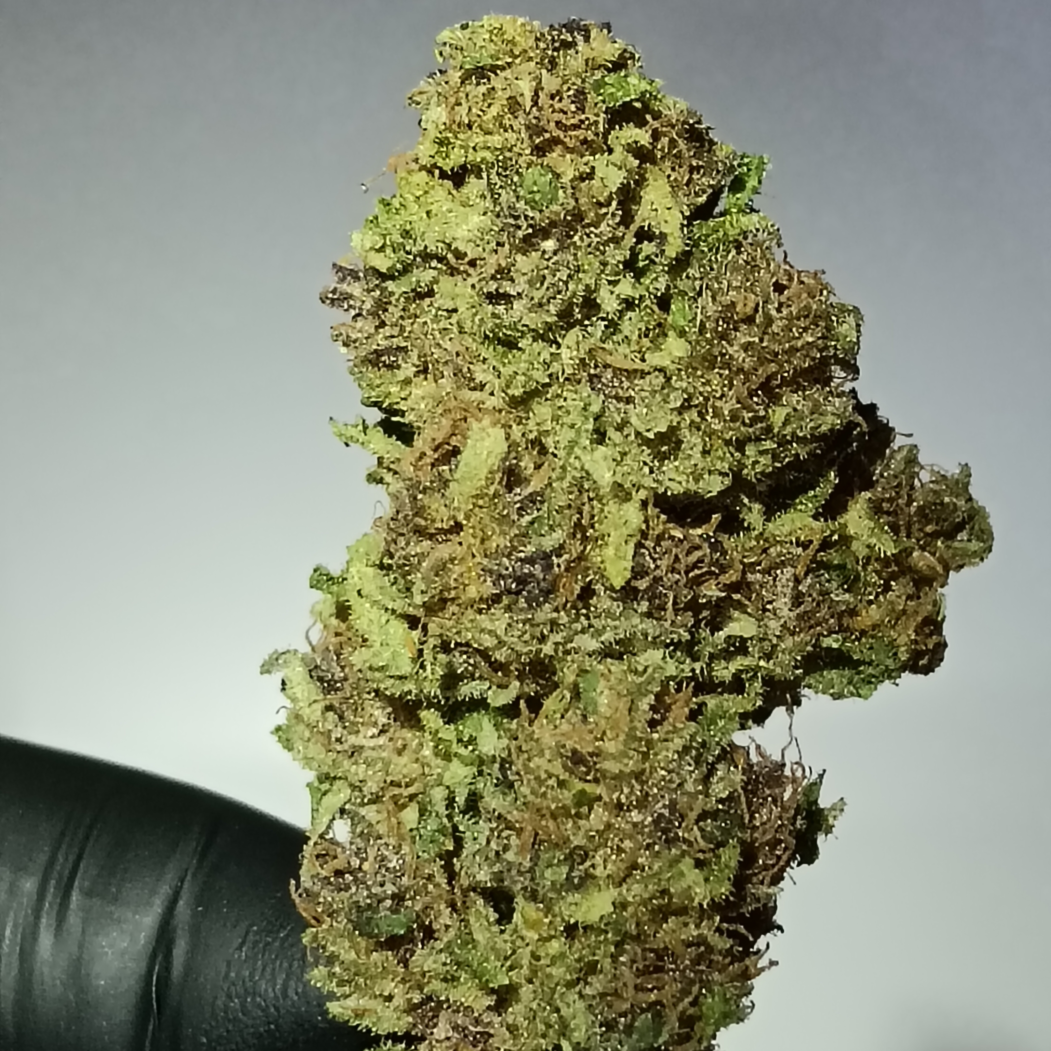 Pink Pineapple "Light Dep" 2025