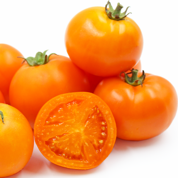 Plant de Tomate "Tangerine"