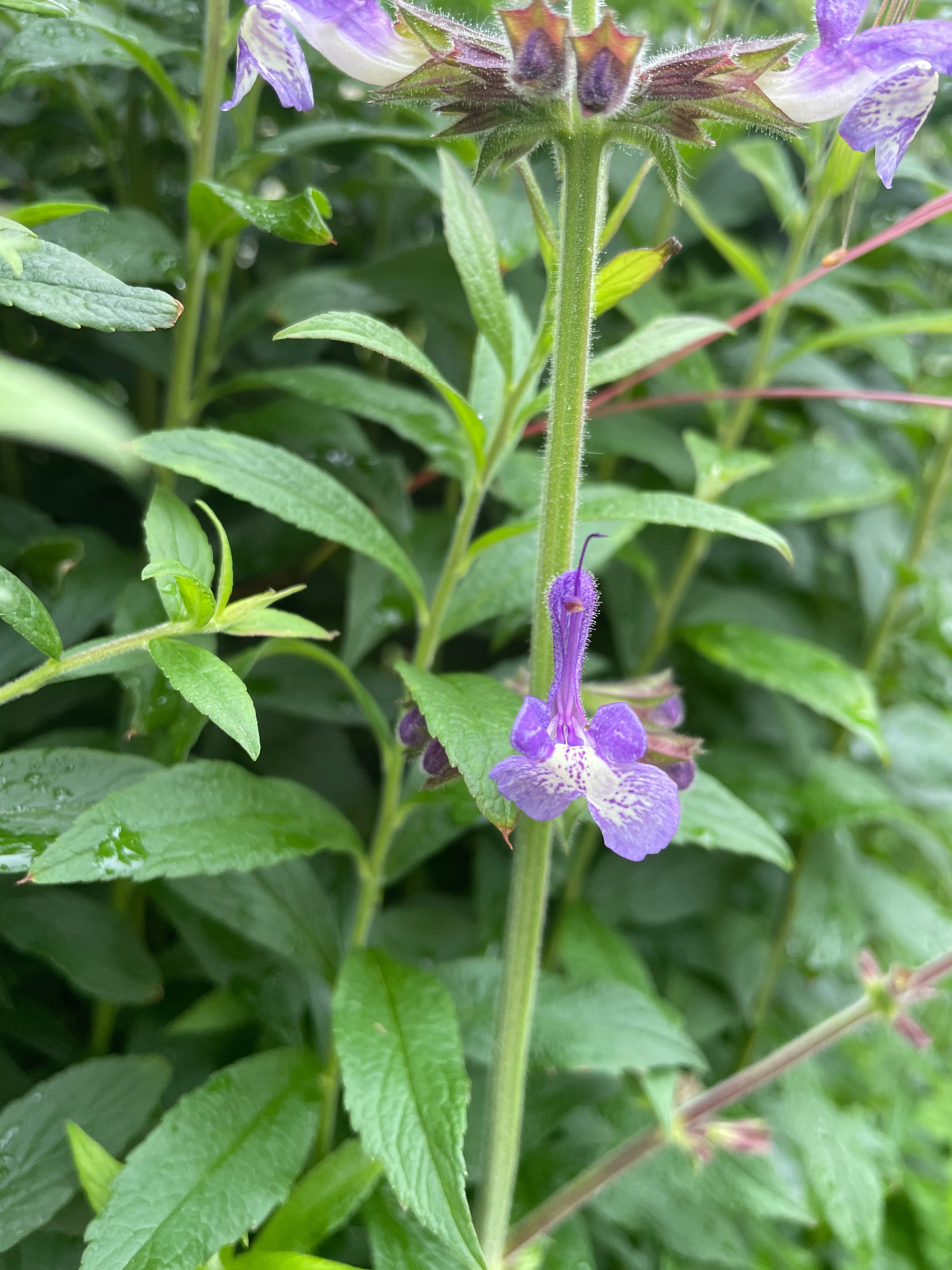 Salvia forsskaolei