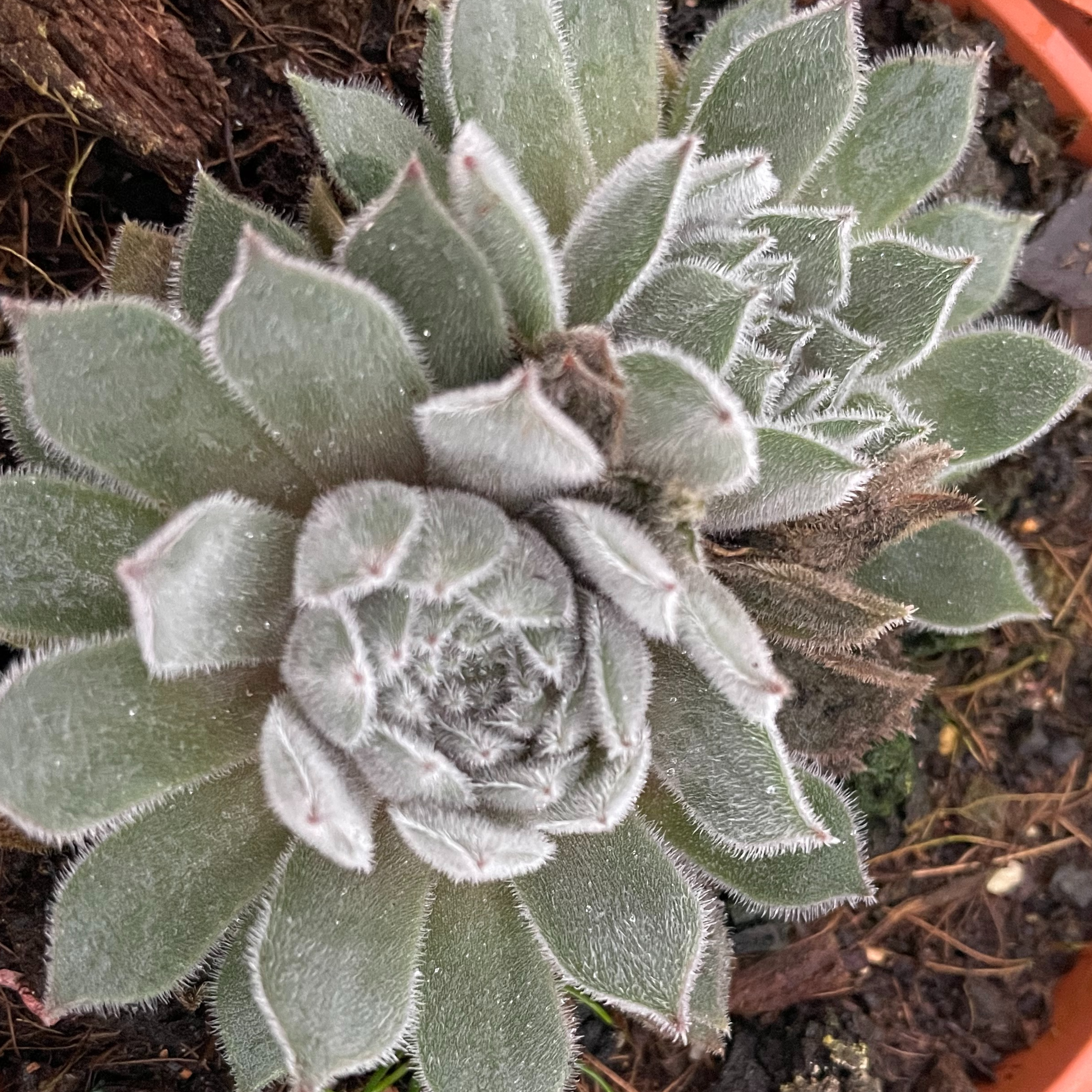 Sempervivum 'Silver Suede'