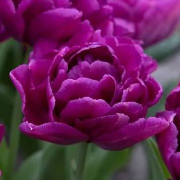 Tulipe Showcase