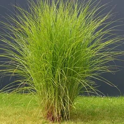 Roseau de Chine - Miscanthus gracillimus