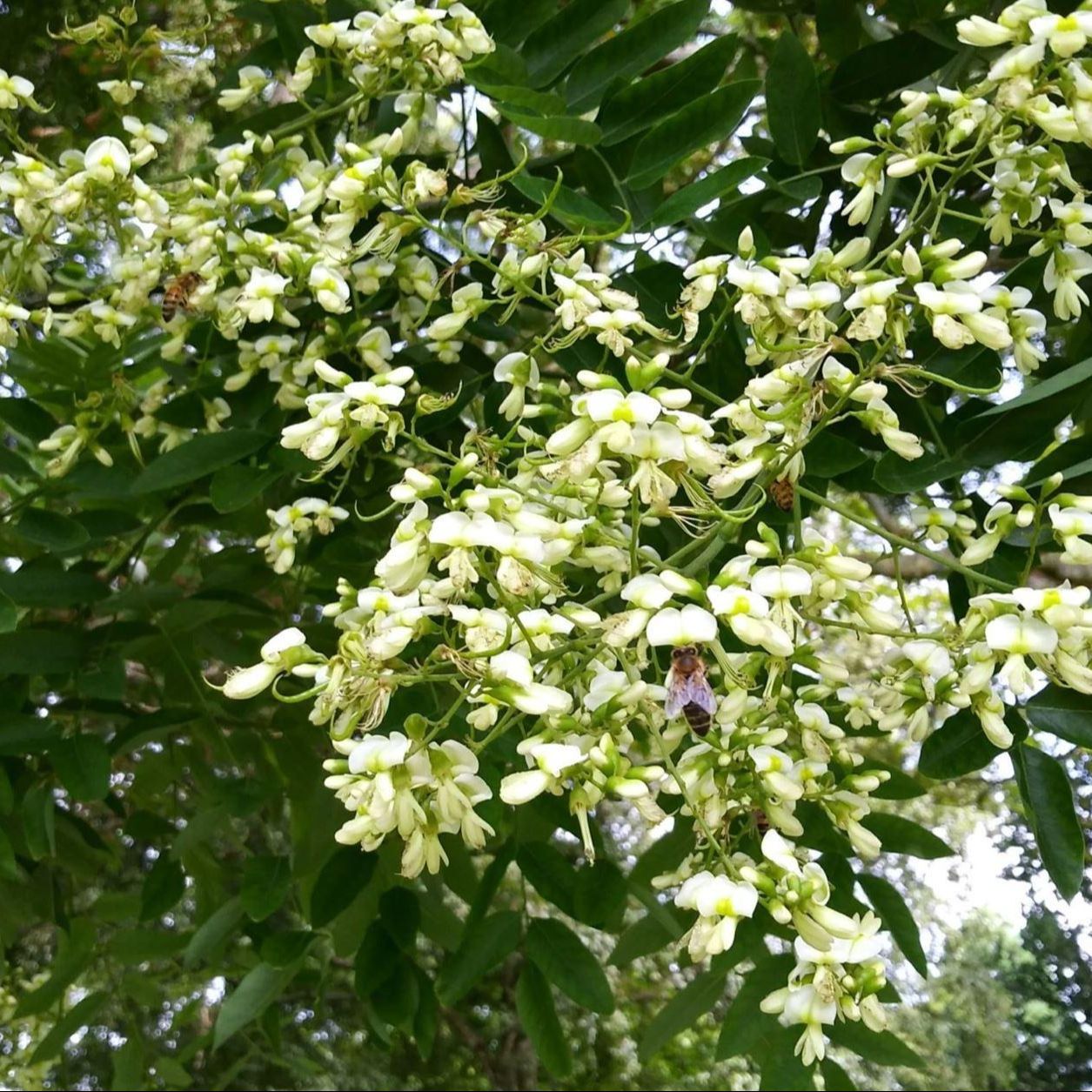 Sophora du japon (Sophora japonica)