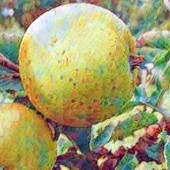 Reinette Ananas