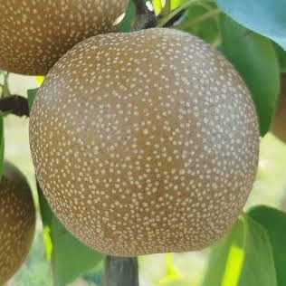 Nashi - Pyrus pyrifolia "Hosui"