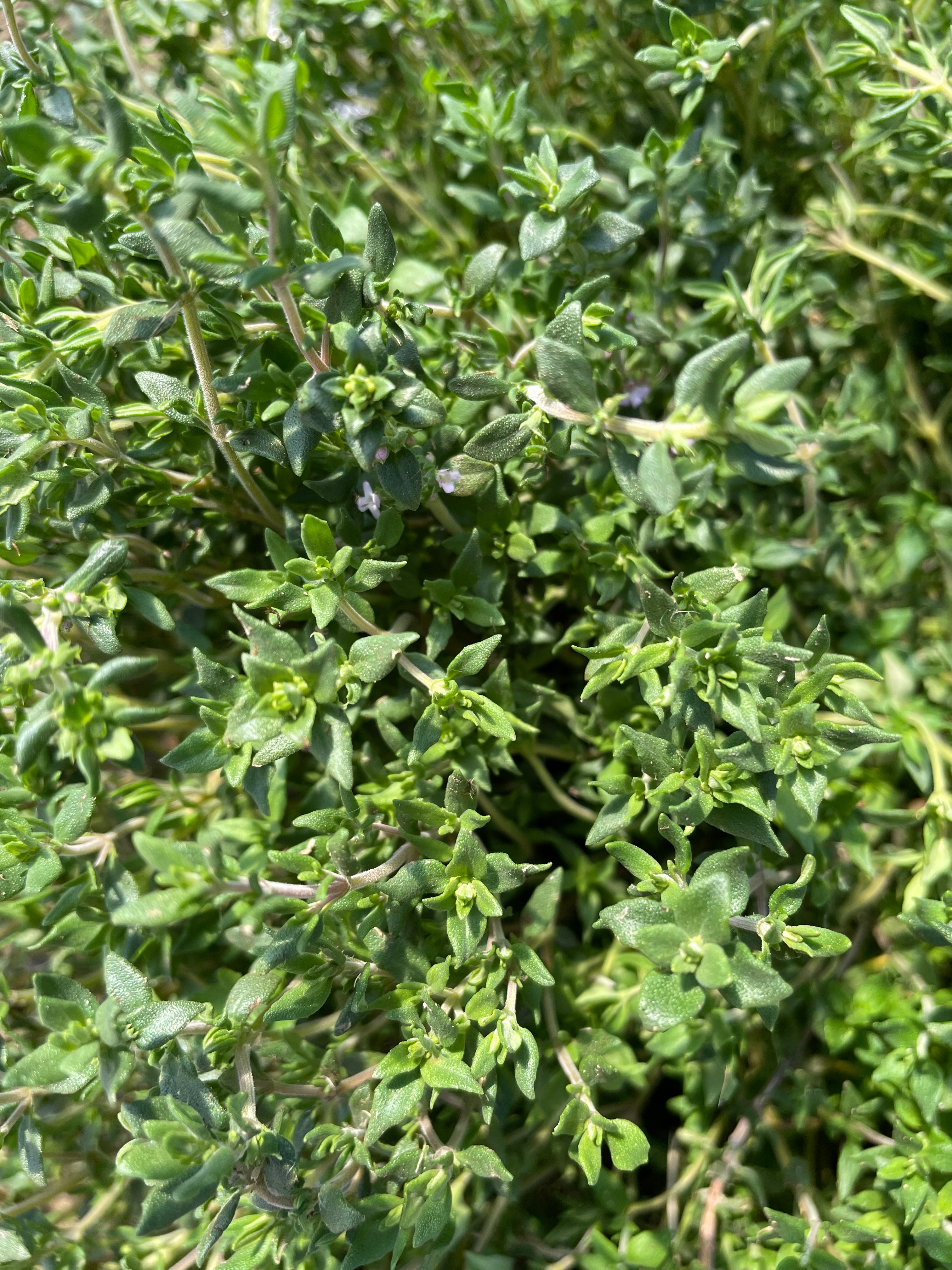 Thym/sariette - 100g