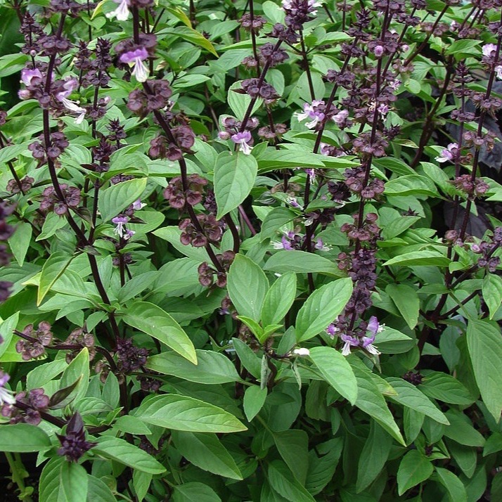 Plant de Basilic "Thaï"