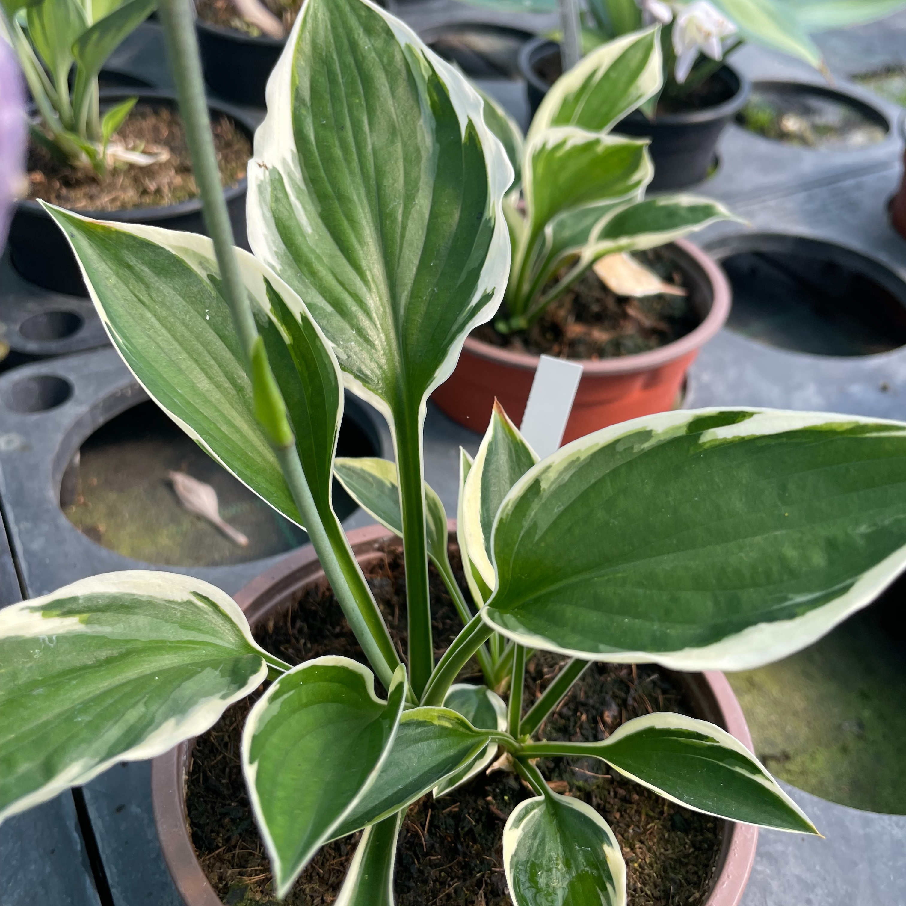Hosta ‘Minuteman’