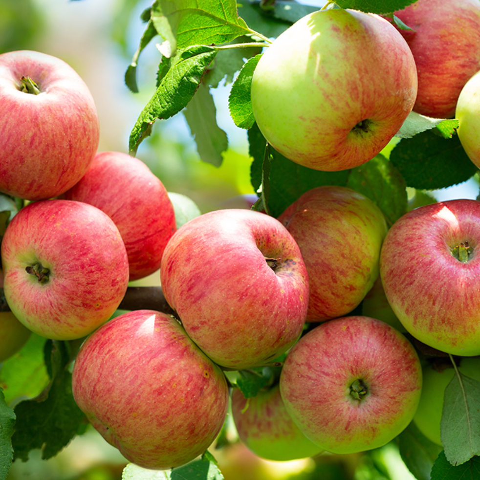 Pommier 'Astrakan rouge' / Bittenfelder Racines nues
