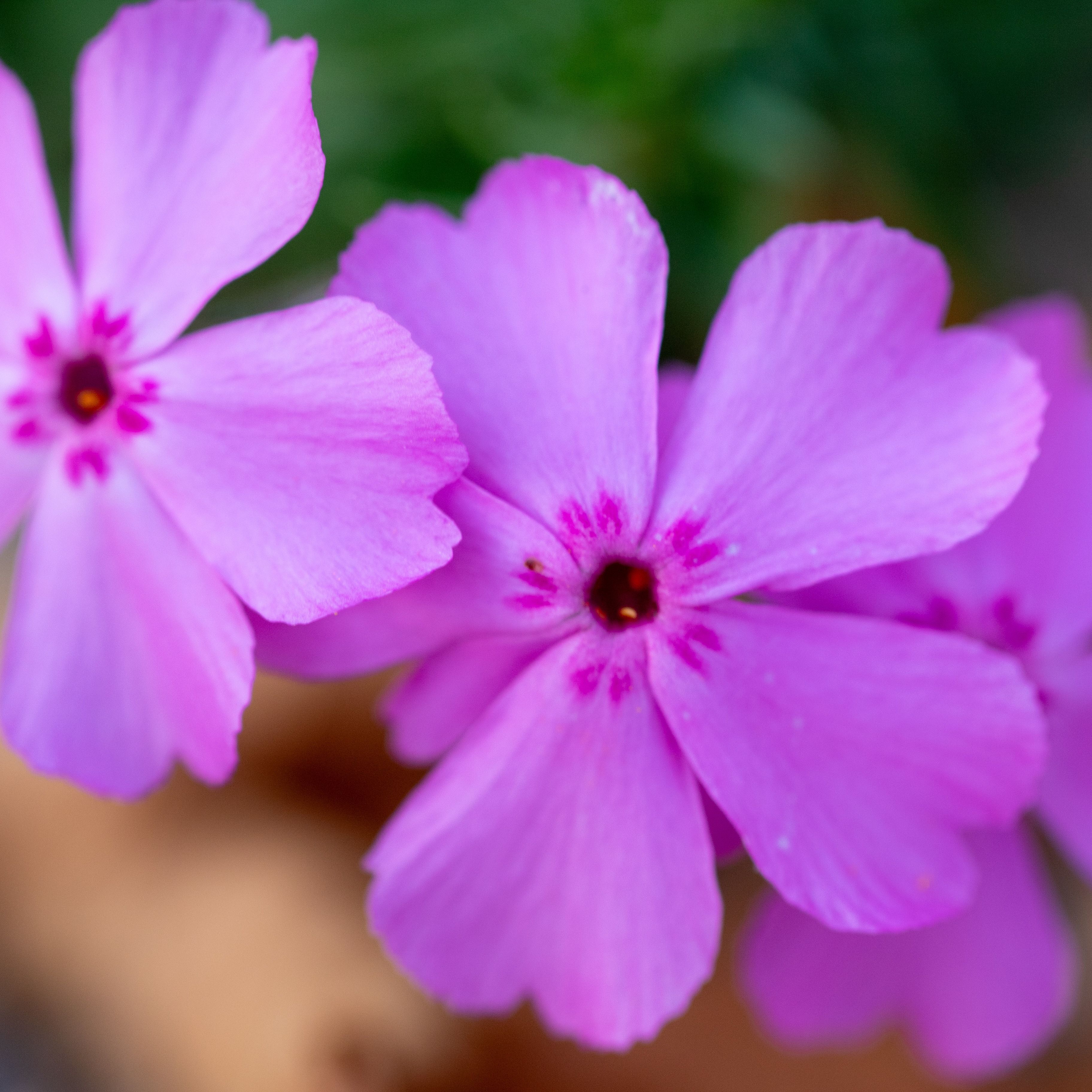 Phlox subulata Rose